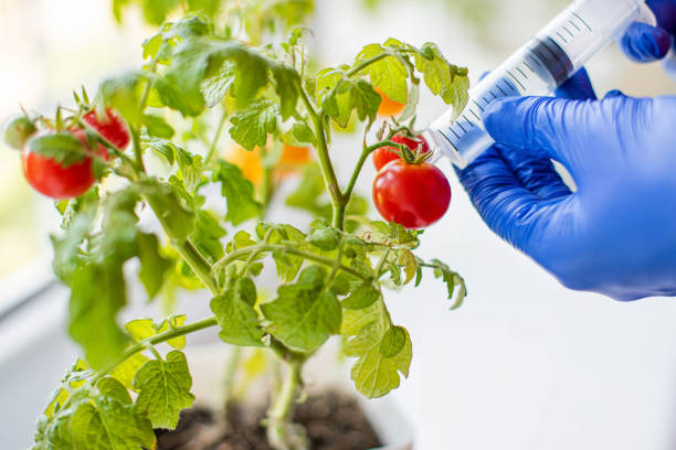 wissenschaftler, die injektion von chemikalien in rote tomate gvo. konzept für chemische gvo oder gv-lebensmittel. gentechnisch veränderte lebensmittel vor- und nachteile. - tomato genetic modification biotechnology green stock-fotos und bilder