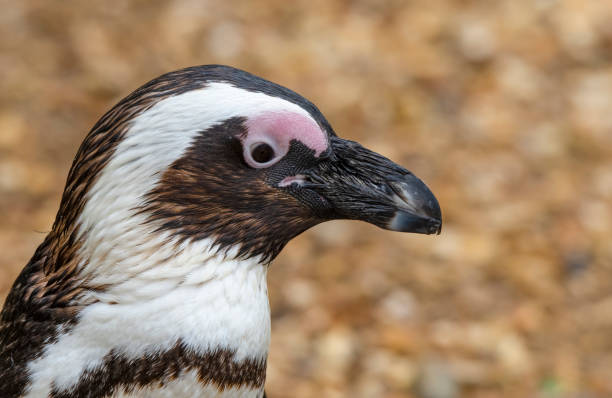 フンボルトペンギン - nobody beak animal head penguin ストックフォトと画像