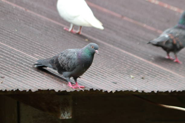 istock some pigeons on the roof 1413779087