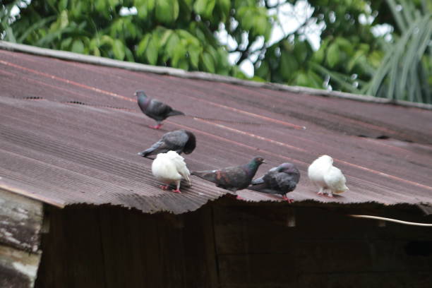 istock some pigeons on the roof 1413779927