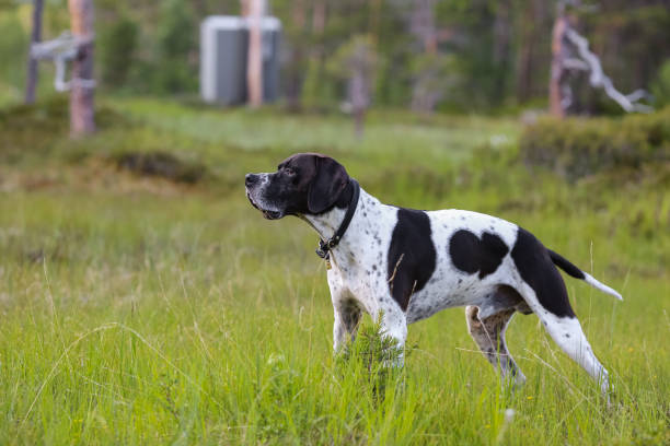 istock Dog english pointer in the forest 1413782028
