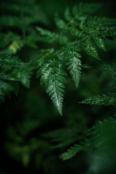 istock Green leaves in the woods 1413782089