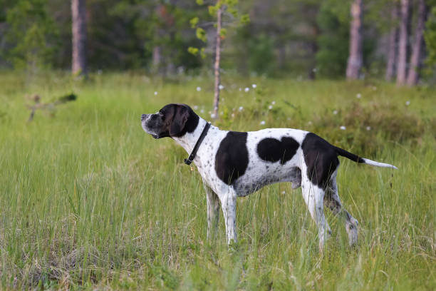 istock Dog english pointer in the forest 1413782093