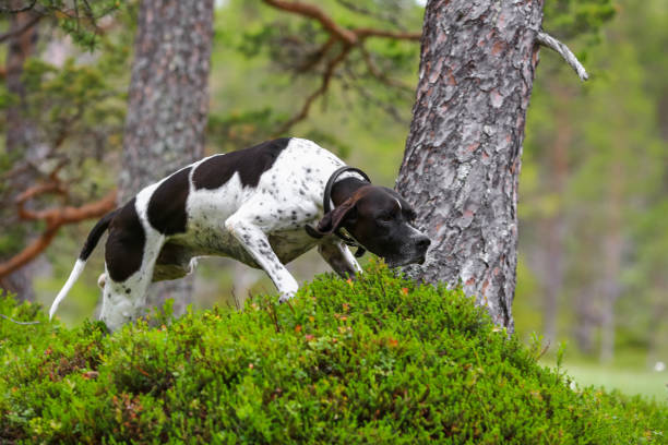 hunde englisch pointer im wald - pointer hund stock-fotos und bilder