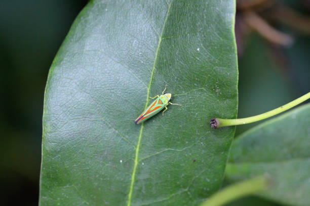 istock Rhododendron leafhopper (Graphocephala fennahi) adult on a rhododendron leaf 1413782196