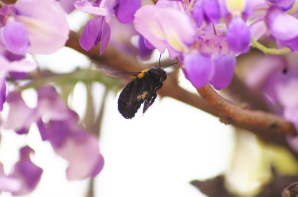 In the sunny weather of spring, carpenter bees came to the wisteria trellis to suck nectar.