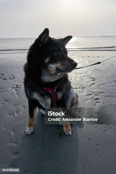 Black And Tan Shiba Inu Sitting On Beach At Sunrise Stock Photo - Download Image Now