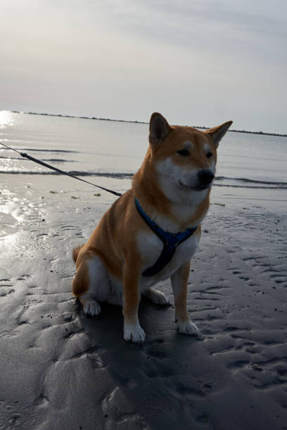istock Sesame Shiba Inu on beach at sunrise 1413782509