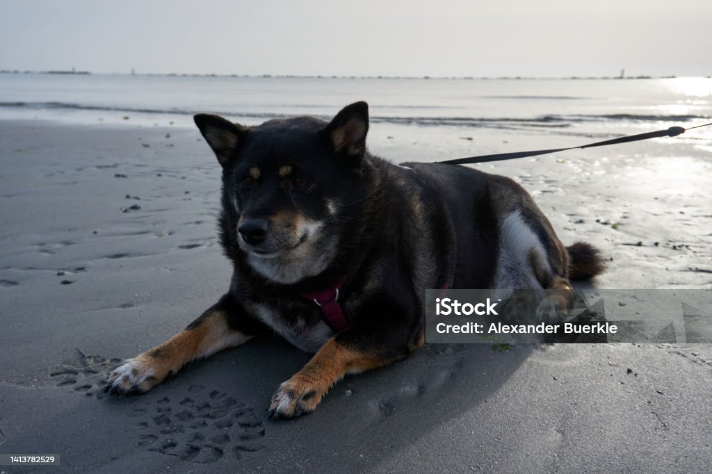 Black and tan Shiba Inu lying on the beach at sunrise Animal Tricks Stock Photo