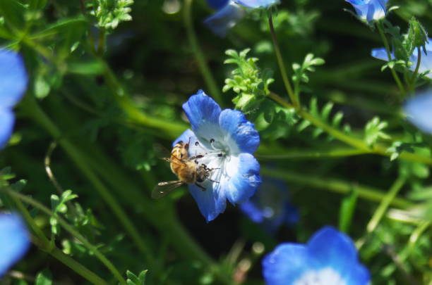 istock Nemophila and bees. 1413782538