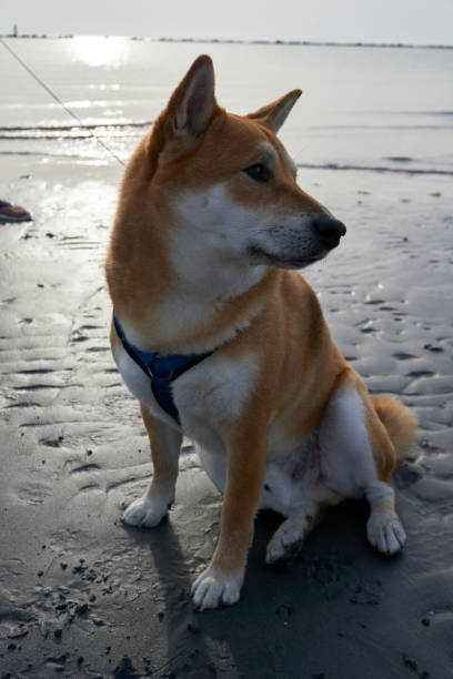 istock Sesame Shiba Inu on beach at sunrise 1413782541