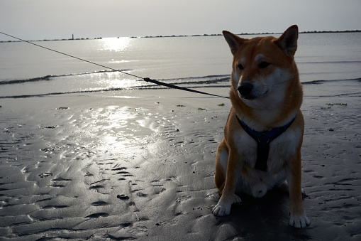 Sesame Shiba Inu on beach at sunrise