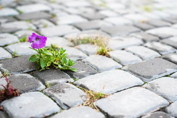 a flower grows through the cobblestones. Close capture