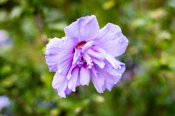 Purple hollyhocks with drops on the petals. Close capture
