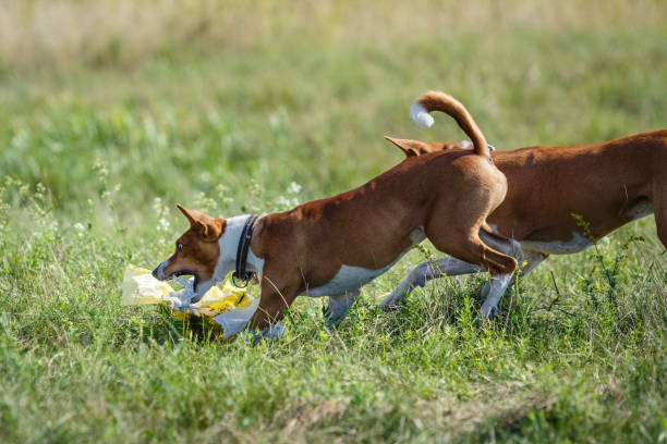 istock Basenji dog chasing bait in a field 1413784057