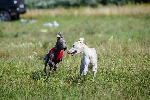Two dogs run across the field for a walk, a whippet and a small greyhound. Sunny summer day