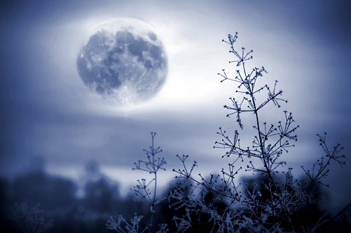 Winter night mystical scenery. Full moon light over foggy winter forest, woodland or wetland