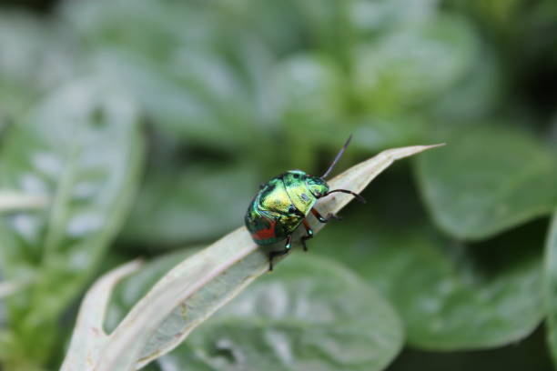 istock insect perched on a leaf of a castor tree photographed with macro technique 1413785120