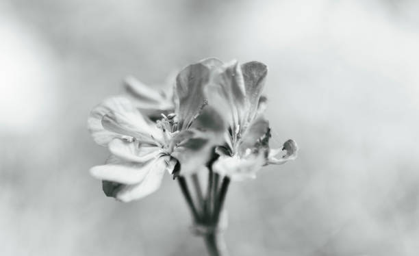 wildflower, black and white photo. close-up. stock photo