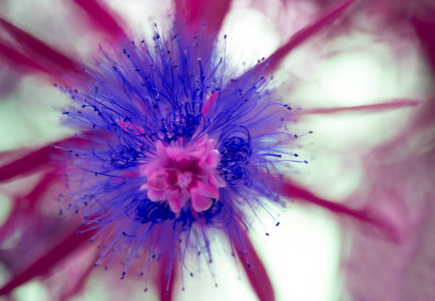 istock close-up fire tree blossom, macro photo. 1413785383