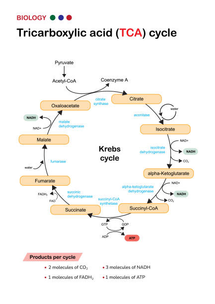 Ilustración de El Diagrama De Biología Muestra La Vía Del Ácido Cítrico O El Ciclo De Krebs O Tca En El Sistema Respiratorio Aeróbico Para Generar Energía Celular De Atp y más Ilustración de El Diagrama De Biología Muestra La Vía Del Ácido Cítrico O El Ciclo De Krebs O Tca En El Sistema Respiratorio Aeróbico Para Generar Energía Celular De Atp y más