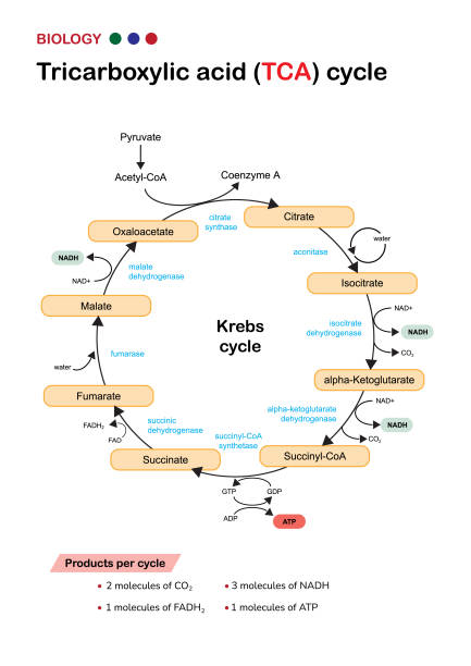 Biology diagram show pathway of citric acid or Krebs or TCA cycle in aerobic respiratory system for generate cellular ATP energy Biology diagram show pathway of citric acid or Krebs or TCA cycle in aerobic respiratory system for generate cellular ATP energy citric acid stock illustrations