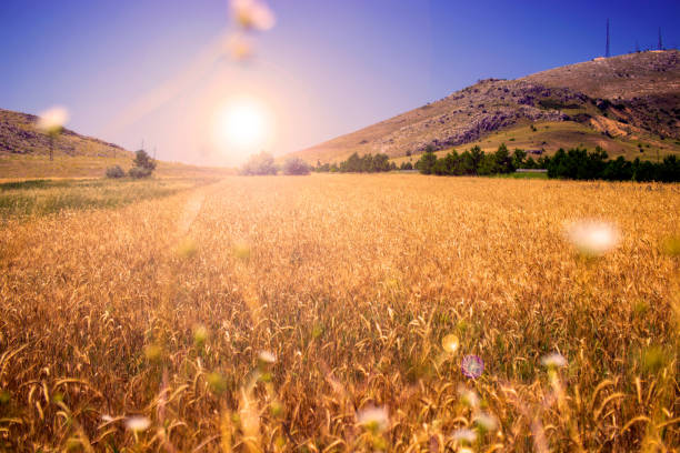 istock Wheat field and seed heads close-up against the sky 1413786436