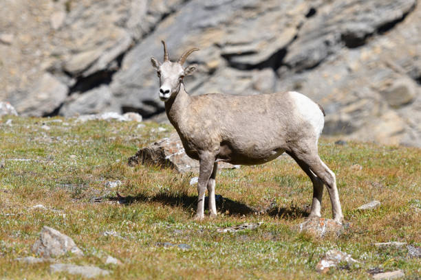 istock Mountain Goat at Glacier National Park USA 1413786467