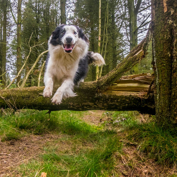 Border collie dog jumping over a fallen tree.