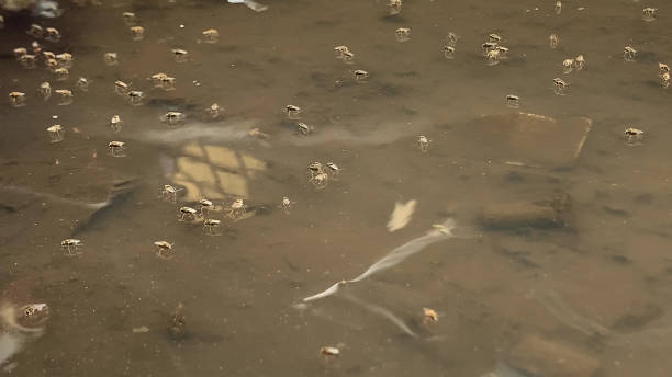 istock Mosquito breeding in polluted water 1413789348