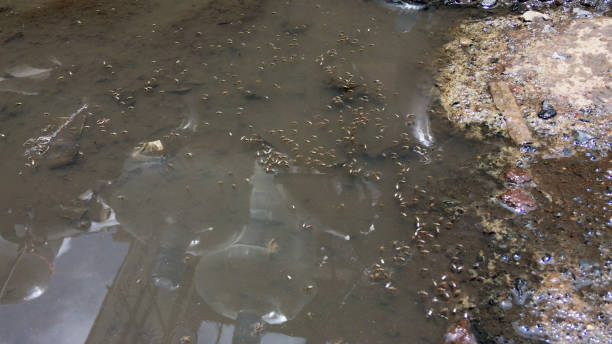 istock Mosquito breeding in polluted water 1413789352