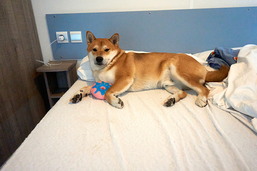 shiba inu lies in bed with his toy