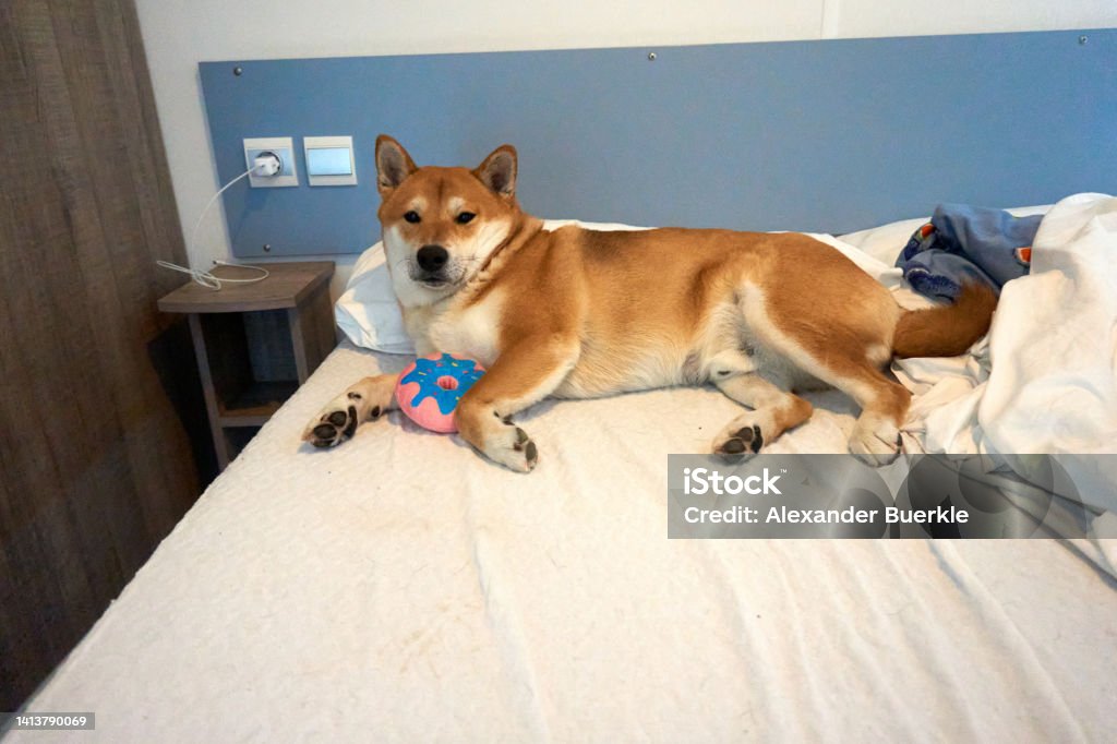 shiba inu lies in bed with his toy Animal Stock Photo