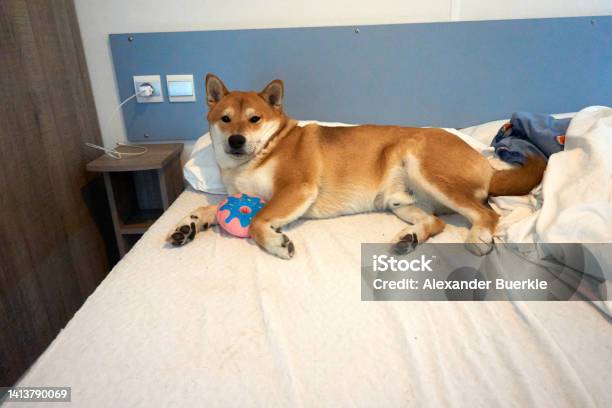 Shiba Inu Lies In Bed With His Toy Stock Photo - Download Image Now - Animal, Animal Body Part, Animal Eye