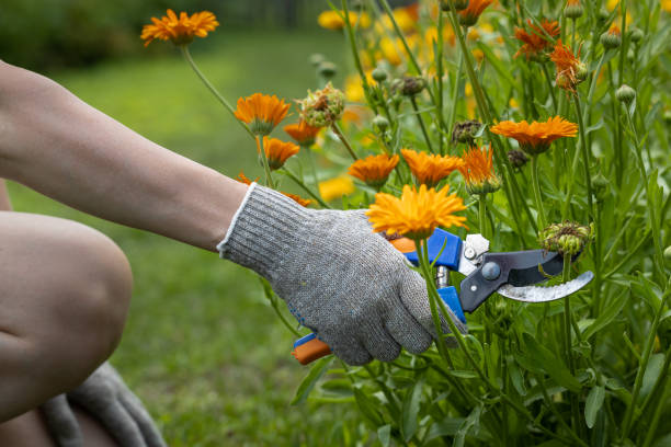 istock the hand holds the scissors with which it cuts the calendula flower 1413790246