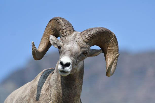 istock Mouflon Goat at Glacier National Park USA 1413790580