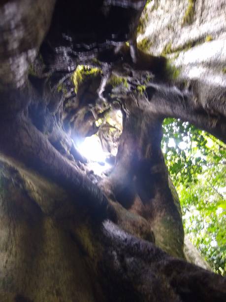 istock Costa Rica Monteverde into a giant ficus 1413791328