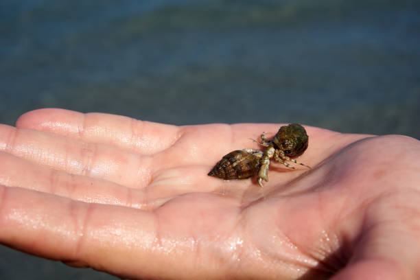 hermit crab looking for a new home
