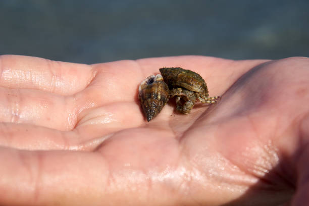 istock hermit crab looking for a new home 1413791975