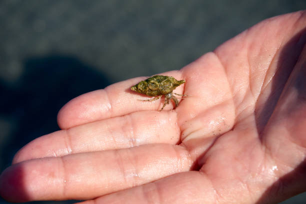 istock hermit crab looking for a new home 1413791987