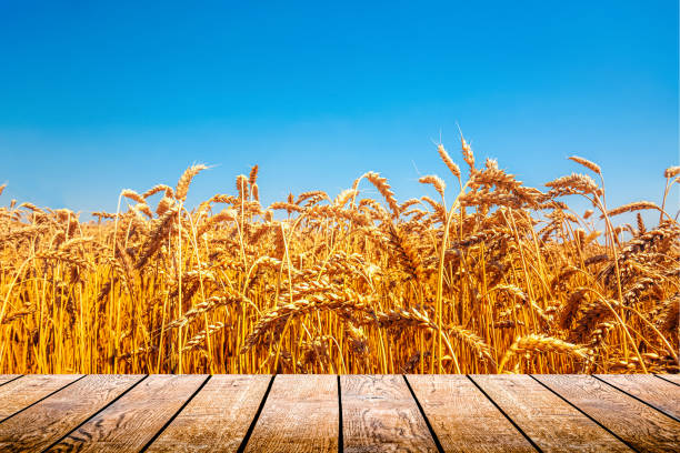 istock Natural Ukrainian flag with wheat and sky 1413792034