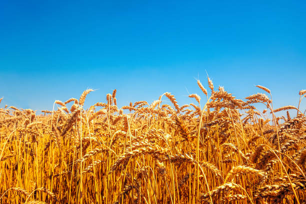 istock Nature Ukraina flag meadow wheat under sky 1413792169