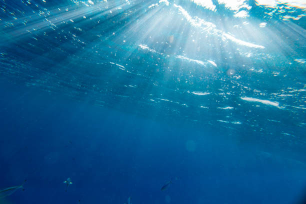 istock Underwater coral reef on the red sea 1413792282