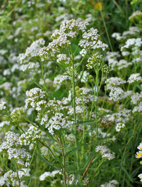 istock Yarrow (Achillea) blooms naturally in the grass 1413793379