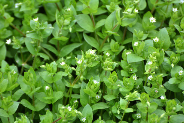 istock In the spring, Stellaria media grows in nature 1413793770