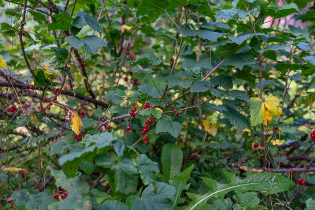 istock Branch of red currant 1413794300