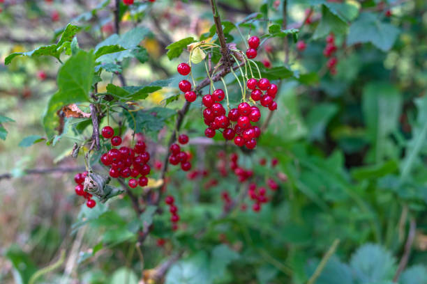istock Branch of red currant 1413794301