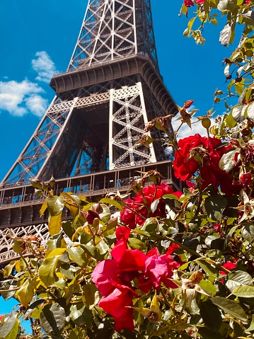 View of the Eiffel Tower in Paris, France behind a beautiful, pink rose bush.
