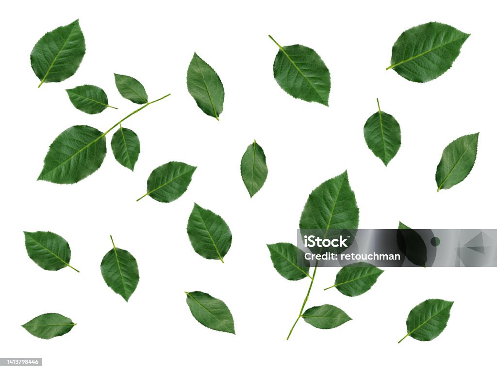 Rose green leaves isolated on white background. applicable for design of greeting cards on Valentine's Day Abstract Stock Photo
