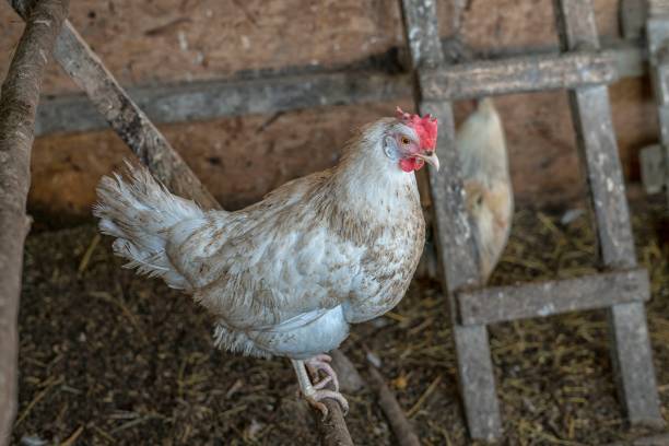 istock Cock at a domestic farm 1413798874